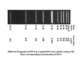 Different fragments of DNA in a typical DNA size marker along with
their corresponding concentration of DNA
 