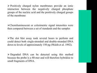  Positively charged nylon membranes provide an ionic
interaction between the negatively charged phosphate
groups of the nucleic acid and the positively charged groups
of the membrane
Chemiluminescent or colorimetric signal intensities were
then compared between a set of standards and the samples
The slot blot assay took several hours to perform and
could detect both single-stranded and double-stranded DNA
down to levels of approximately 150 pg (Walsh et al. 1992).
 Degraded DNA can be detected using this method
because the probe is a 40-mer and will therefore hybridize to
small fragments of DNA.
 