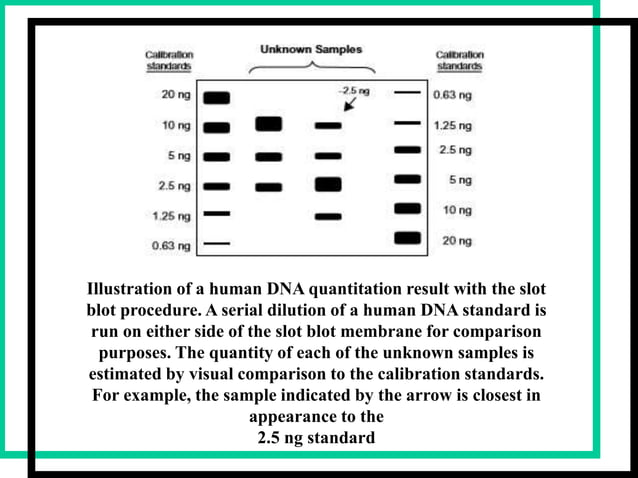 Quantitation of DNA | PPTX