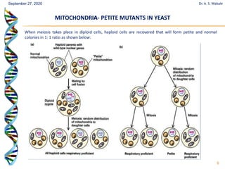 9
When meiosis takes place in diploid cells, haploid cells are recovered that will form petite and normal
colonies in 1: 1 ratio as shown below:
Dr. A. S. Wabale
September 27, 2020
MITOCHONDRIA
MITOCHONDRIA-
- PETITE MUTANTS IN YEAST
PETITE MUTANTS IN YEAST
 