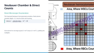 Neubauer Chamber & Direct
Counts
Direct Microscopic Enumeration
The Improved Neubauer hemocytometer provides a fixed volume
chamber (depth = 0.1 mm) for direct cell counting.
Grid volume for one large square (1 mm² area) is 0.1 mm³ ( ), yielding the
multiplier .