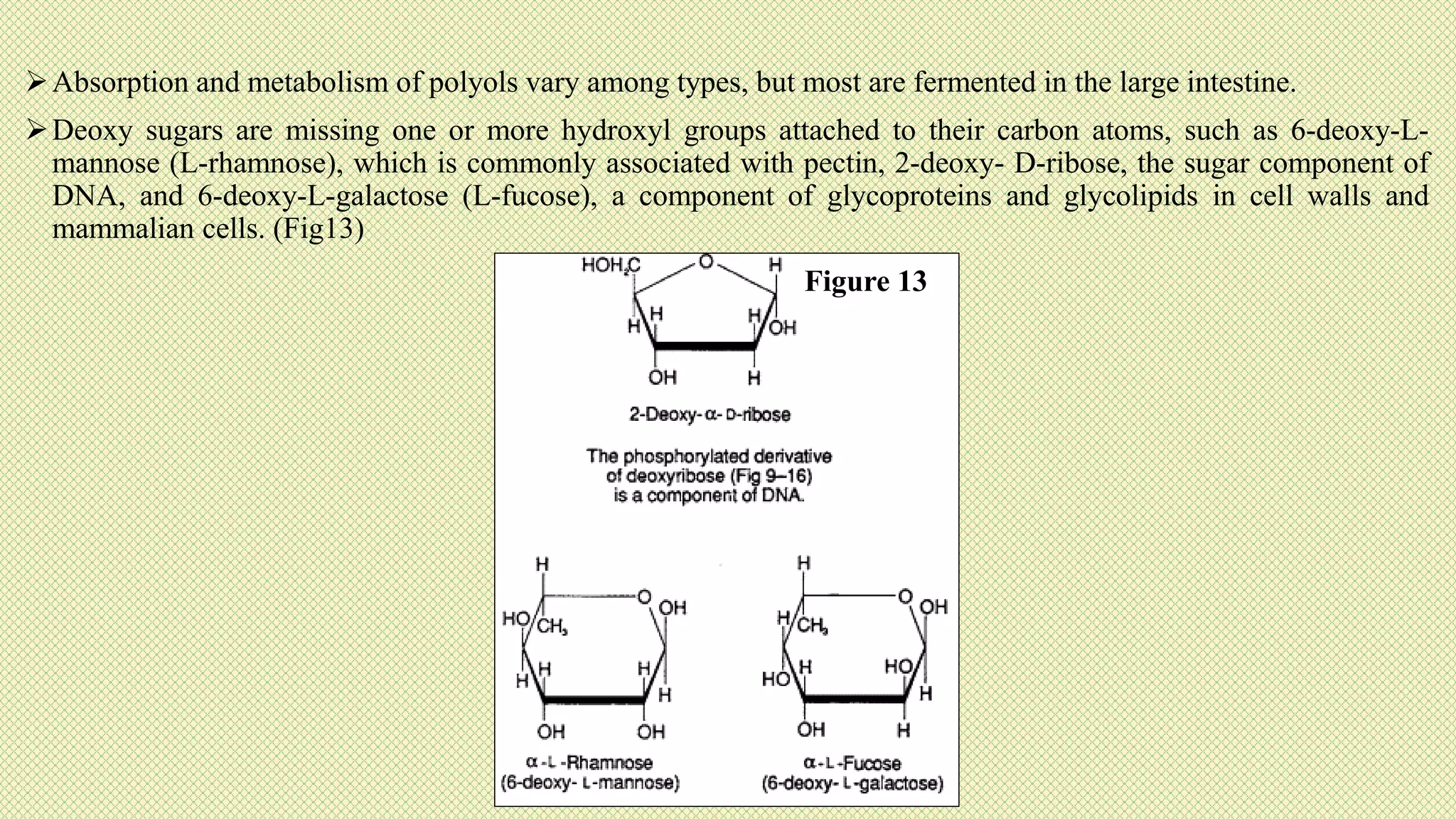 Absorption and metabolism of polyols vary among types, but most are fermented in the large intestine.
Deoxy sugars are missing one or more hydroxyl groups attached to their carbon atoms, such as 6-deoxy-L-
mannose (L-rhamnose), which is commonly associated with pectin, 2-deoxy- D-ribose, the sugar component of
DNA, and 6-deoxy-L-galactose (L-fucose), a component of glycoproteins and glycolipids in cell walls and
mammalian cells. (Fig13)
Figure 13
 