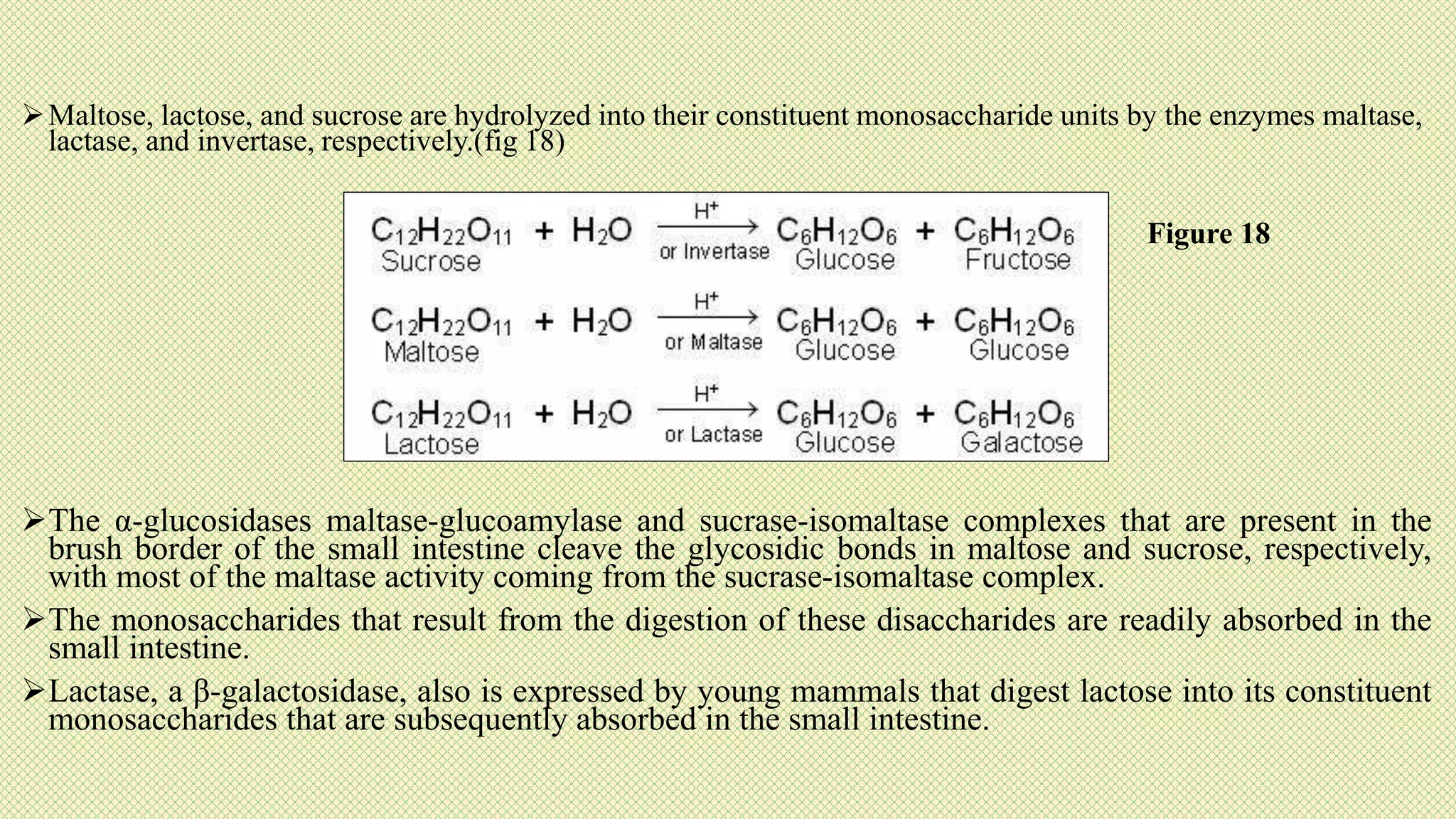 Maltose, lactose, and sucrose are hydrolyzed into their constituent monosaccharide units by the enzymes maltase,
lactase, and invertase, respectively.(fig 18)
The α-glucosidases maltase-glucoamylase and sucrase-isomaltase complexes that are present in the
brush border of the small intestine cleave the glycosidic bonds in maltose and sucrose, respectively,
with most of the maltase activity coming from the sucrase-isomaltase complex.
The monosaccharides that result from the digestion of these disaccharides are readily absorbed in the
small intestine.
Lactase, a β-galactosidase, also is expressed by young mammals that digest lactose into its constituent
monosaccharides that are subsequently absorbed in the small intestine.
Figure 18
 