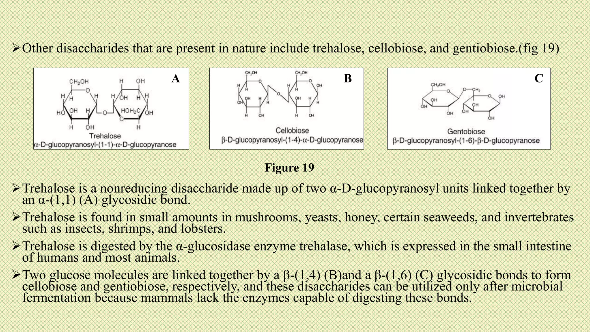 Other disaccharides that are present in nature include trehalose, cellobiose, and gentiobiose.(fig 19)
Trehalose is a nonreducing disaccharide made up of two α-D-glucopyranosyl units linked together by
an α-(1,1) (A) glycosidic bond.
Trehalose is found in small amounts in mushrooms, yeasts, honey, certain seaweeds, and invertebrates
such as insects, shrimps, and lobsters.
Trehalose is digested by the α-glucosidase enzyme trehalase, which is expressed in the small intestine
of humans and most animals.
Two glucose molecules are linked together by a β-(1,4) (B)and a β-(1,6) (C) glycosidic bonds to form
cellobiose and gentiobiose, respectively, and these disaccharides can be utilized only after microbial
fermentation because mammals lack the enzymes capable of digesting these bonds.
Figure 19
A B C
 