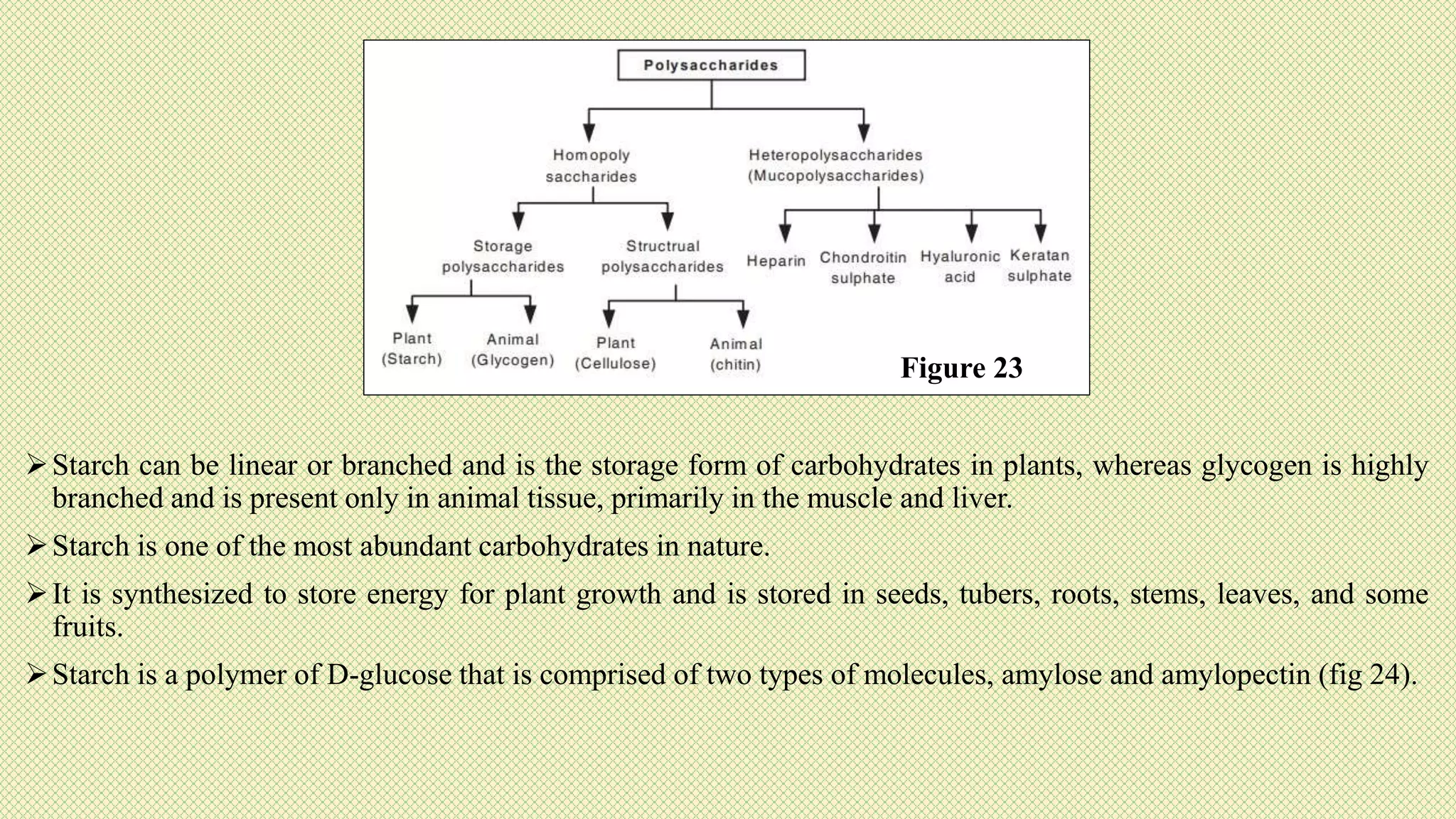 Starch can be linear or branched and is the storage form of carbohydrates in plants, whereas glycogen is highly
branched and is present only in animal tissue, primarily in the muscle and liver.
Starch is one of the most abundant carbohydrates in nature.
It is synthesized to store energy for plant growth and is stored in seeds, tubers, roots, stems, leaves, and some
fruits.
Starch is a polymer of D-glucose that is comprised of two types of molecules, amylose and amylopectin (fig 24).
Figure 23
 