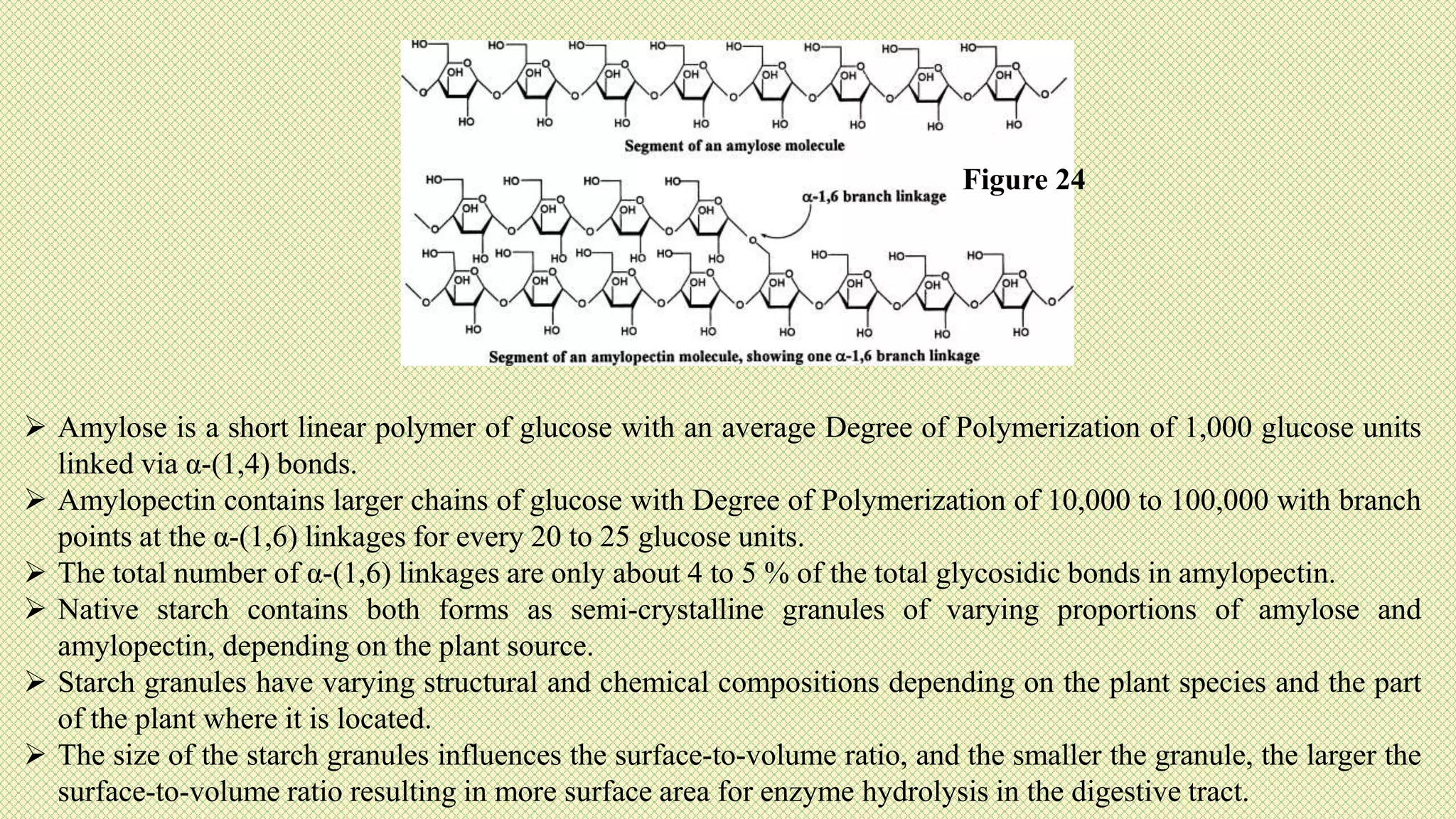 Figure 24
 Amylose is a short linear polymer of glucose with an average Degree of Polymerization of 1,000 glucose units
linked via α-(1,4) bonds.
 Amylopectin contains larger chains of glucose with Degree of Polymerization of 10,000 to 100,000 with branch
points at the α-(1,6) linkages for every 20 to 25 glucose units.
 The total number of α-(1,6) linkages are only about 4 to 5 % of the total glycosidic bonds in amylopectin.
 Native starch contains both forms as semi-crystalline granules of varying proportions of amylose and
amylopectin, depending on the plant source.
 Starch granules have varying structural and chemical compositions depending on the plant species and the part
of the plant where it is located.
 The size of the starch granules influences the surface-to-volume ratio, and the smaller the granule, the larger the
surface-to-volume ratio resulting in more surface area for enzyme hydrolysis in the digestive tract.
 
