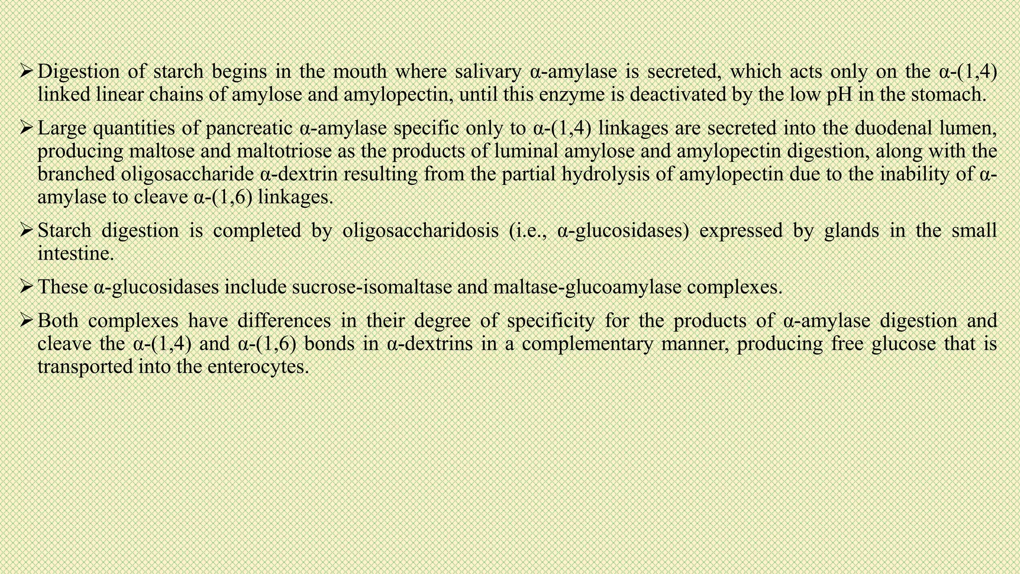 Digestion of starch begins in the mouth where salivary α-amylase is secreted, which acts only on the α-(1,4)
linked linear chains of amylose and amylopectin, until this enzyme is deactivated by the low pH in the stomach.
Large quantities of pancreatic α-amylase specific only to α-(1,4) linkages are secreted into the duodenal lumen,
producing maltose and maltotriose as the products of luminal amylose and amylopectin digestion, along with the
branched oligosaccharide α-dextrin resulting from the partial hydrolysis of amylopectin due to the inability of α-
amylase to cleave α-(1,6) linkages.
Starch digestion is completed by oligosaccharidosis (i.e., α-glucosidases) expressed by glands in the small
intestine.
These α-glucosidases include sucrose-isomaltase and maltase-glucoamylase complexes.
Both complexes have differences in their degree of specificity for the products of α-amylase digestion and
cleave the α-(1,4) and α-(1,6) bonds in α-dextrins in a complementary manner, producing free glucose that is
transported into the enterocytes.
 