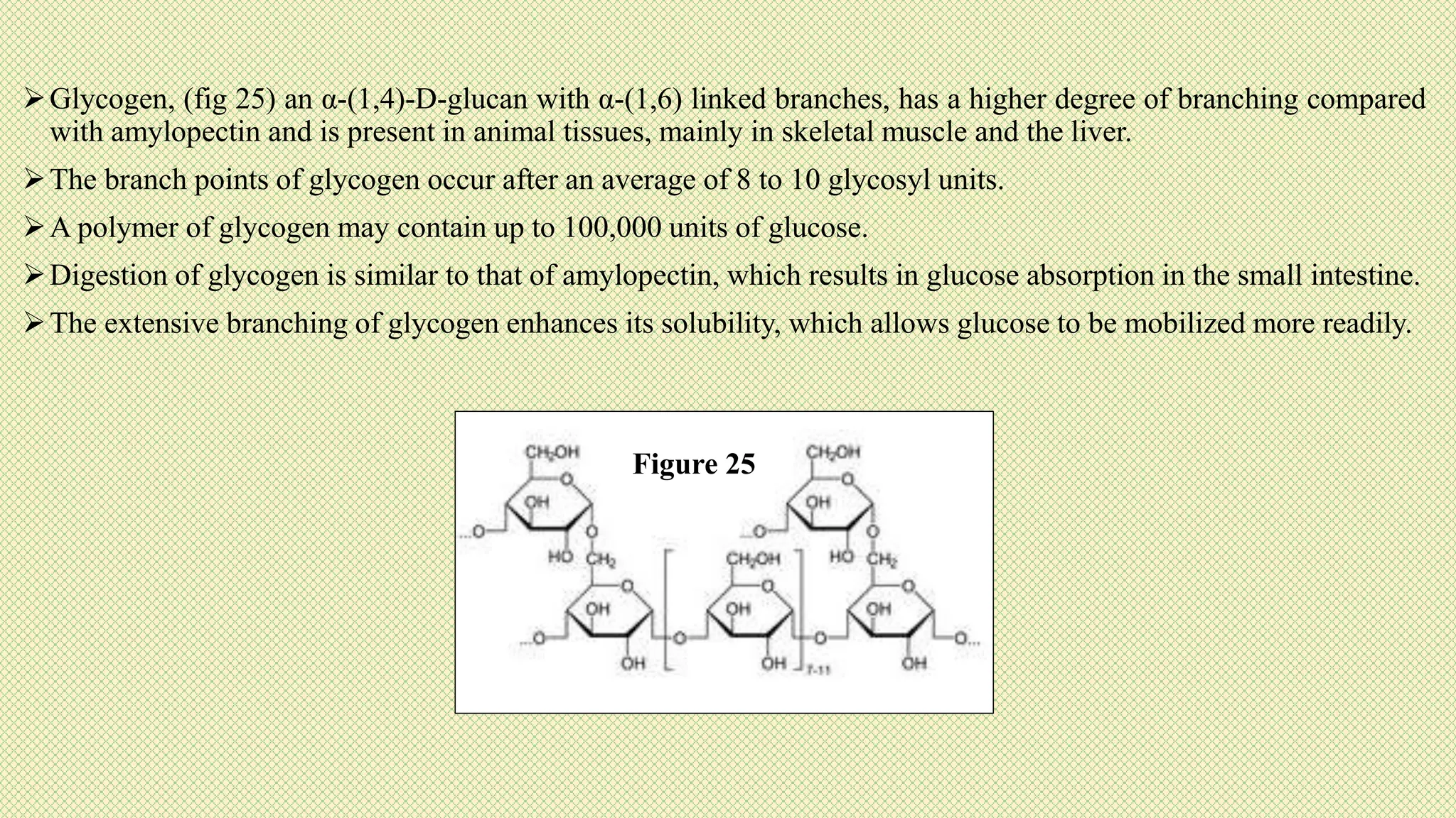 Glycogen, (fig 25) an α-(1,4)-D-glucan with α-(1,6) linked branches, has a higher degree of branching compared
with amylopectin and is present in animal tissues, mainly in skeletal muscle and the liver.
The branch points of glycogen occur after an average of 8 to 10 glycosyl units.
A polymer of glycogen may contain up to 100,000 units of glucose.
Digestion of glycogen is similar to that of amylopectin, which results in glucose absorption in the small intestine.
The extensive branching of glycogen enhances its solubility, which allows glucose to be mobilized more readily.
Figure 25
 
