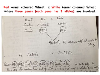 Red kernel coloured Wheat x White kernel coloured Wheat
where three genes (each gene has 2 alleles) are involved.
 