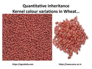 Quantitative inheritance
Kernel colour variations in Wheat…
https://agrodaily.com https://www.amu.ac.in
 