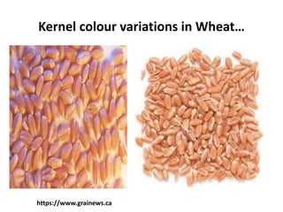 Kernel colour variations in Wheat…
https://www.grainews.ca
 