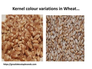 Kernel colour variations in Wheat…
https://greatlakesstapleseeds.com
 