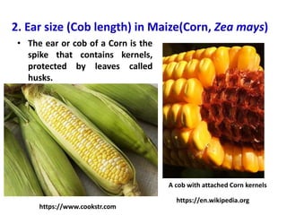 2. Ear size (Cob length) in Maize(Corn, Zea mays)
• The ear or cob of a Corn is the
spike that contains kernels,
protected...