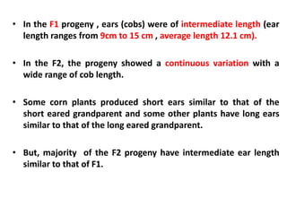 • In the F1 progeny , ears (cobs) were of intermediate length (ear
length ranges from 9cm to 15 cm , average length 12.1 c...