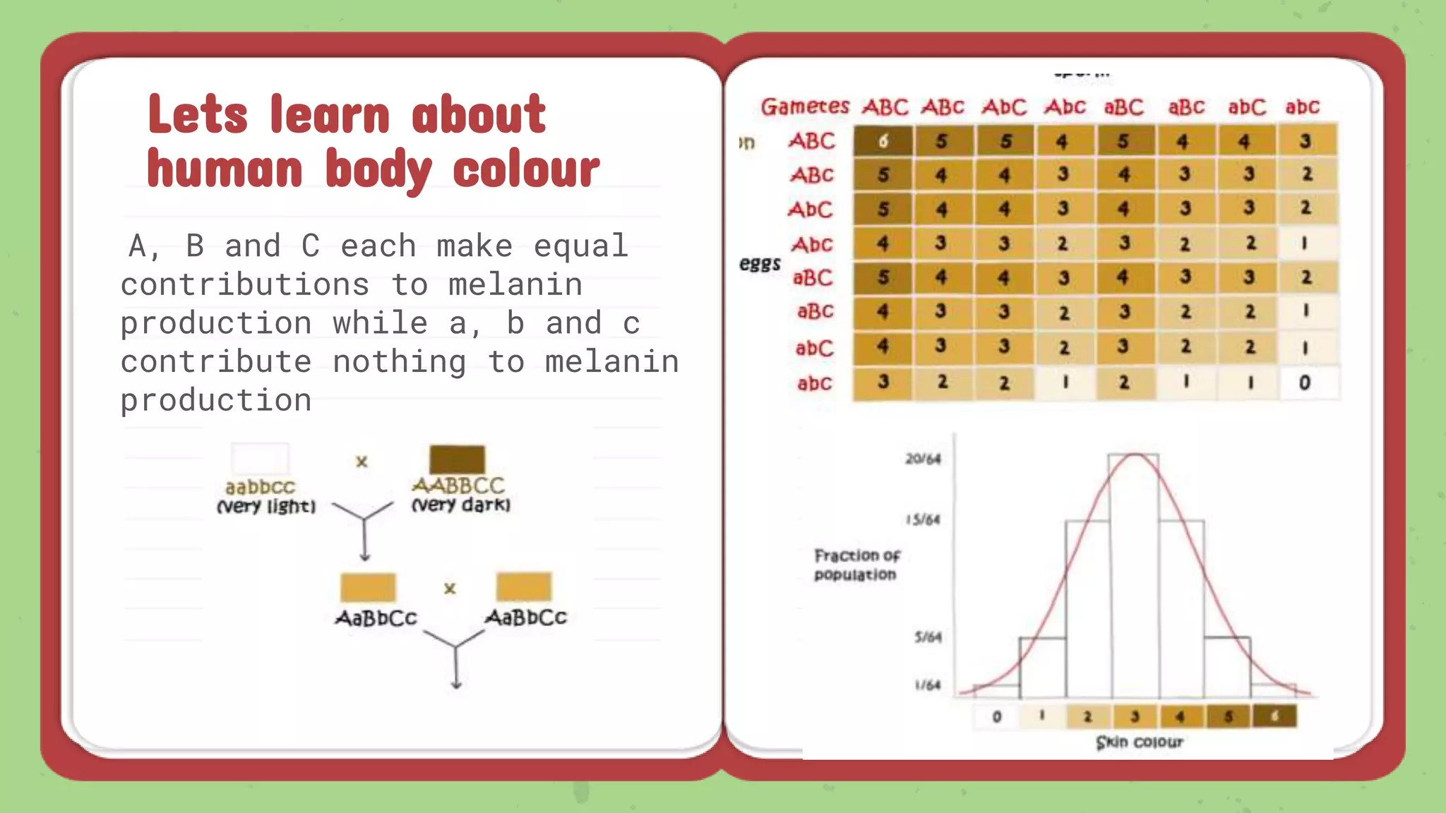 Lets learn about
human body colour
A, B and C each make equal
contributions to melanin
production while a, b and c
contribute nothing to melanin
production
 
