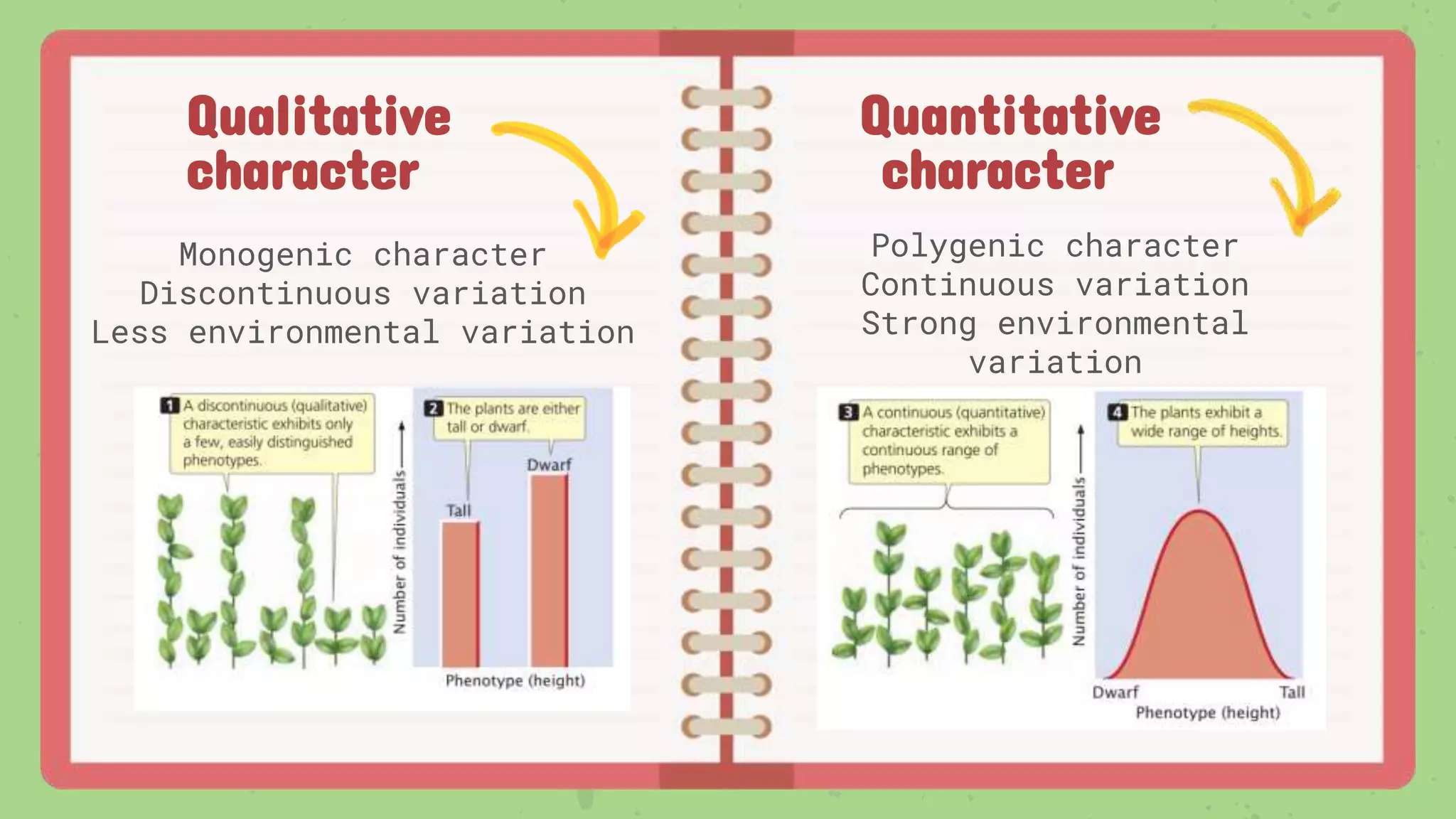Qualitative
character
Monogenic character
Discontinuous variation
Less environmental variation
Polygenic character
Continuous variation
Strong environmental
variation
Quantitative
character
 