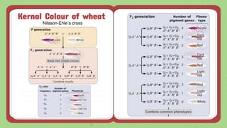 Kernal Colour of wheat
Nilsson-Ehle’s cross
 