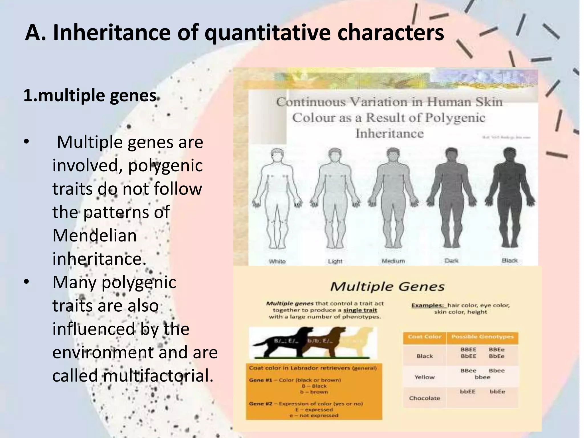 A. Inheritance of quantitative characters
1.multiple genes
• Multiple genes are
involved, polygenic
traits do not follow
the patterns of
Mendelian
inheritance.
• Many polygenic
traits are also
influenced by the
environment and are
called multifactorial.
 