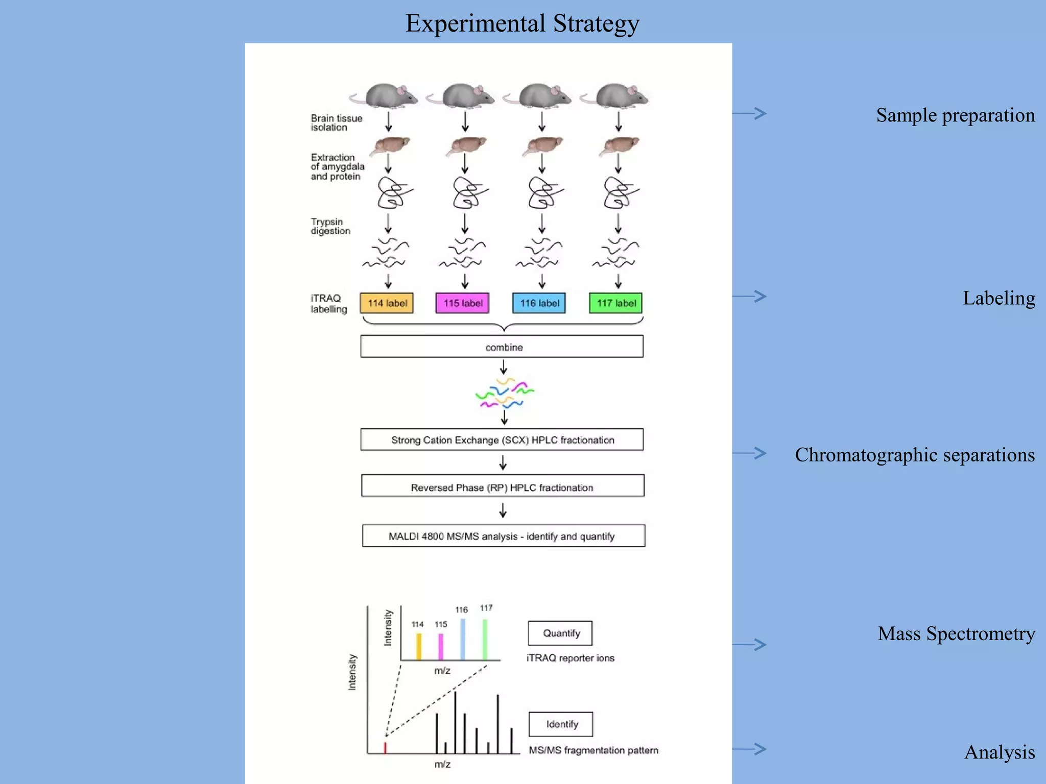 Experimental Strategy
Sample preparation
Labeling
Chromatographic separations
Mass Spectrometry
Analysis
 