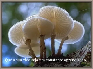 Que a sua vida seja um constante aprendizado. 