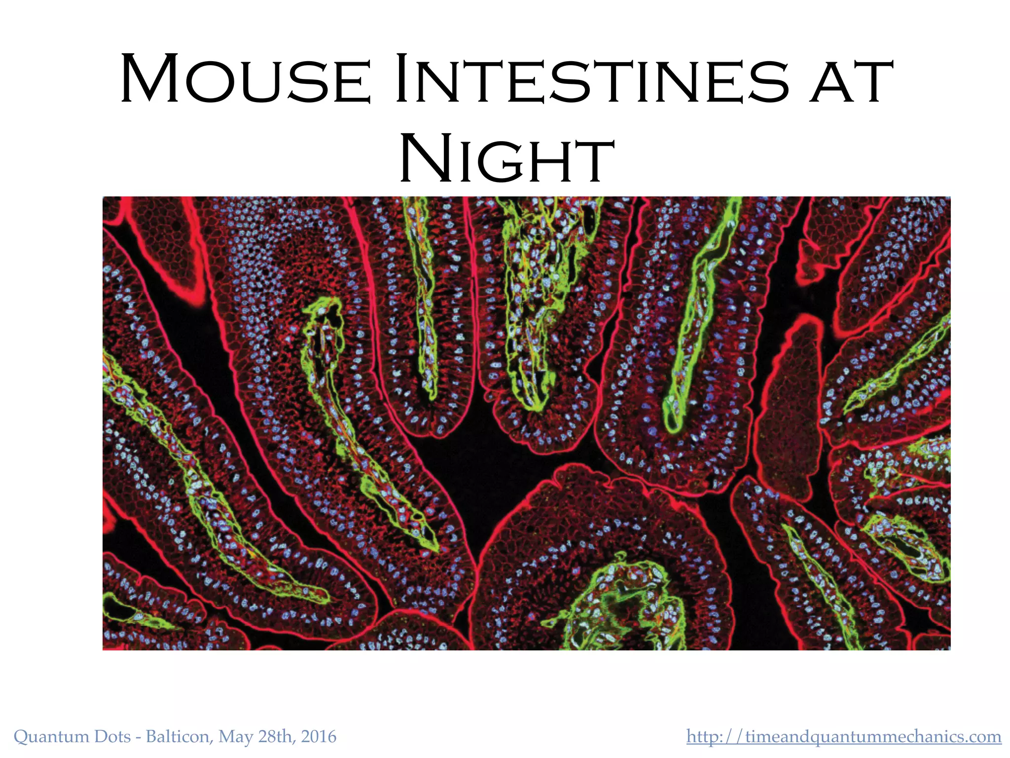 http://timeandquantummechanics.comQuantum Dots - Balticon, May 28th, 2016
Mouse Intestines at
Night
 