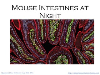 http://timeandquantummechanics.comQuantum Dots - Balticon, May 28th, 2016
Mouse Intestines at
Night
 