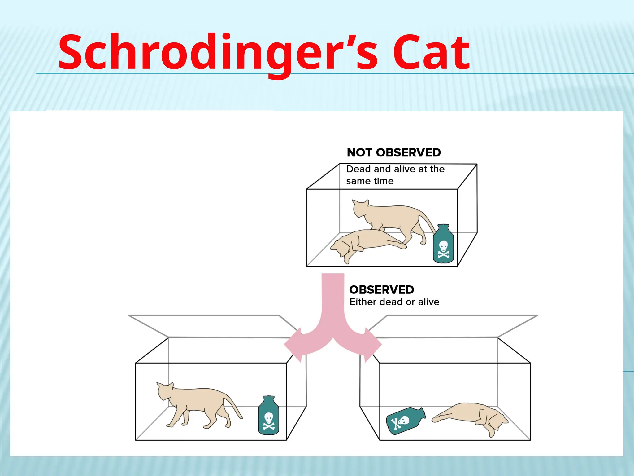 Schrodinger’s Cat
 