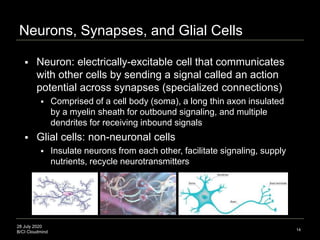 28 July 2020
B/CI Cloudmind 14
Neurons, Synapses, and Glial Cells
 Neuron: electrically-excitable cell that communicates
...