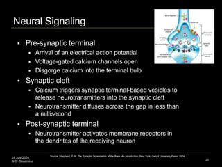 28 July 2020
B/CI Cloudmind 20
Neural Signaling
 Pre-synaptic terminal
 Arrival of an electrical action potential
 Volt...