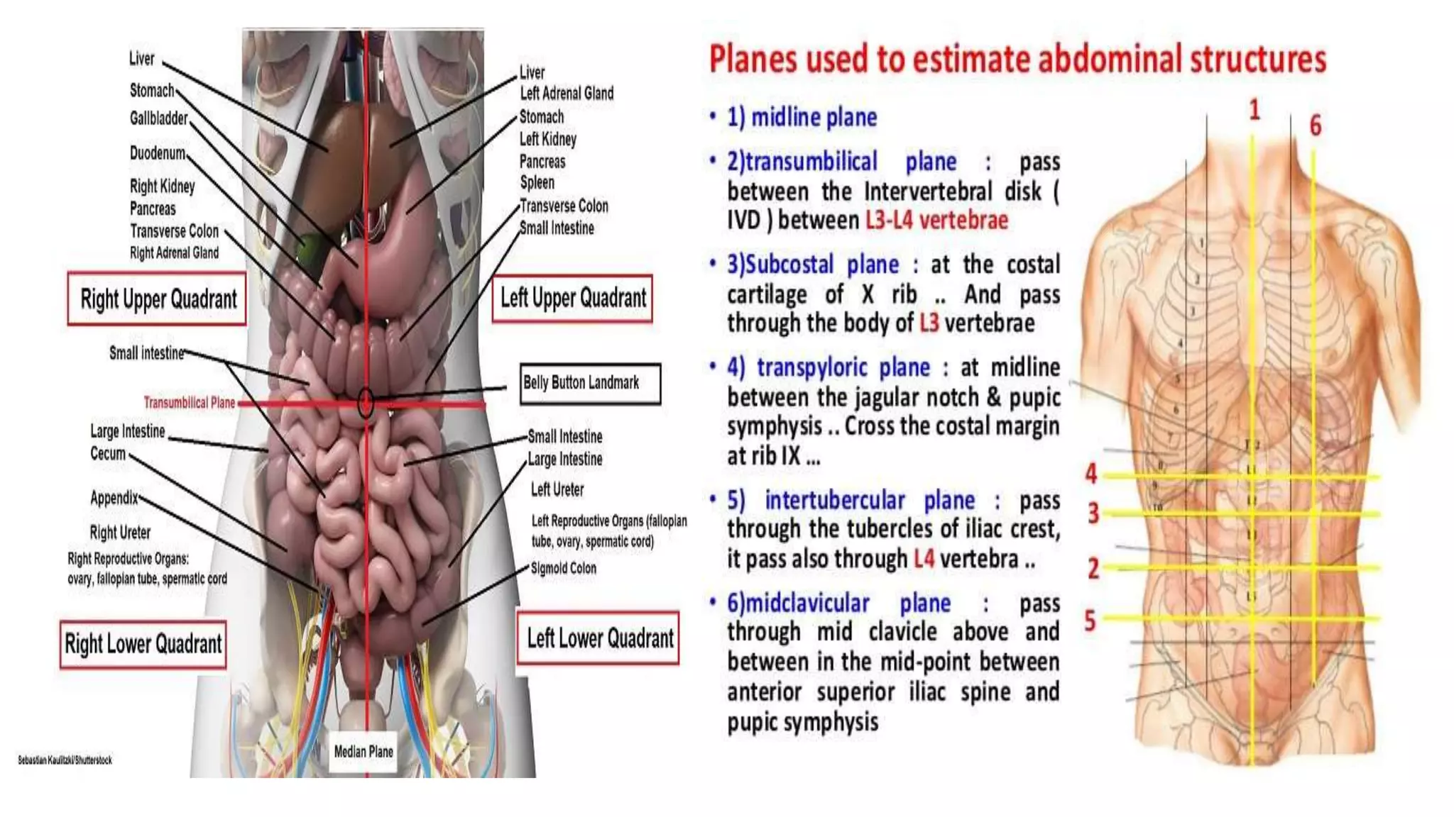 Abdominal Quadrants And Organs Diagram