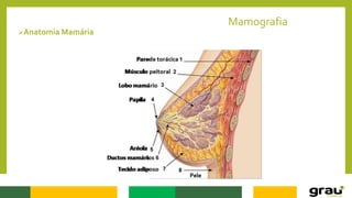 Mamografia
Anatomia Mamária
 