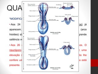 QUARTA SEMANA
*MODIFICAÇÕES IMPORTANTES DA FORMA DO CORPO
• Aos 24 dias os primeiros arcos branquiais (faríngeos) já
aparecem. O primeiro (arco mandibular) e o segundo (arco
hioideo) são claramente visíveis. O coração produz uma grande
saliência ventral e bombeia sangue.
• Aos 26 dias são visíveis três pares de arcos faríngeos. O
neuróporo anterior está fechado. O prosencéfalo produz uma
elevação saliente na cabeça e o dobramento do embrião lhe
confere uma curvatura em forma de “C”. Uma longa cauda está
presente.
 