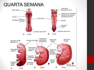 QUARTA SEMANA
 