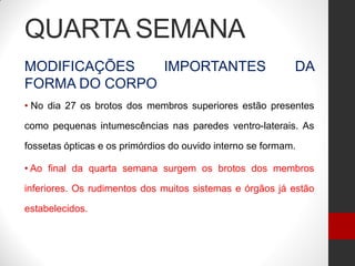 QUARTA SEMANA
MODIFICAÇÕES IMPORTANTES DA
FORMA DO CORPO
• No dia 27 os brotos dos membros superiores estão presentes
como pequenas intumescências nas paredes ventro-laterais. As
fossetas ópticas e os primórdios do ouvido interno se formam.
• Ao final da quarta semana surgem os brotos dos membros
inferiores. Os rudimentos dos muitos sistemas e órgãos já estão
estabelecidos.
 