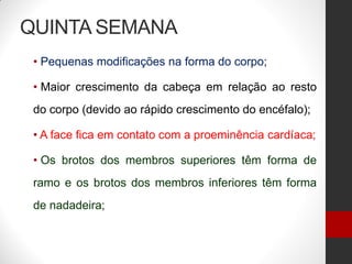 QUINTA SEMANA
• Pequenas modificações na forma do corpo;
• Maior crescimento da cabeça em relação ao resto
do corpo (devido ao rápido crescimento do encéfalo);
• A face fica em contato com a proeminência cardíaca;
• Os brotos dos membros superiores têm forma de
ramo e os brotos dos membros inferiores têm forma
de nadadeira;
 