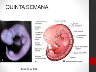 QUINTA SEMANA
Cerca de 32 dias
 