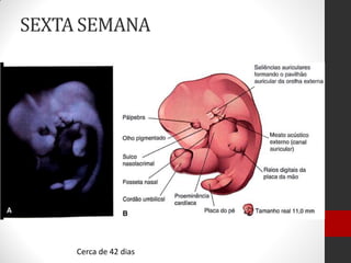 SEXTA SEMANA
Cerca de 42 dias
 