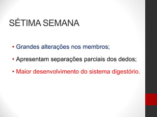 SÉTIMA SEMANA
• Grandes alterações nos membros;
• Apresentam separações parciais dos dedos;
• Maior desenvolvimento do sistema digestório.
 