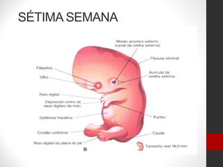 SÉTIMA SEMANA
 