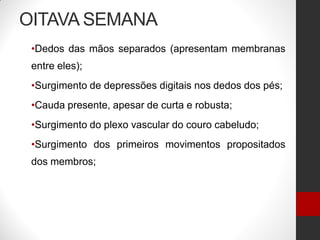 OITAVA SEMANA
•Dedos das mãos separados (apresentam membranas
entre eles);
•Surgimento de depressões digitais nos dedos dos pés;
•Cauda presente, apesar de curta e robusta;
•Surgimento do plexo vascular do couro cabeludo;
•Surgimento dos primeiros movimentos propositados
dos membros;
 