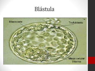 Blástula
 
