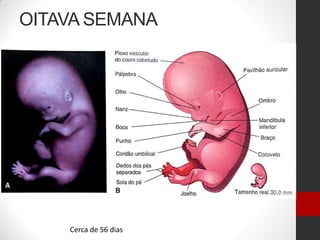 OITAVA SEMANA
Cerca de 56 dias
 