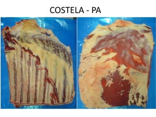 COSTELA - PA
 