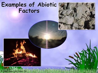 © 2004 Plano ISD, Plano, TX
Examples of Abiotic
Factors
 