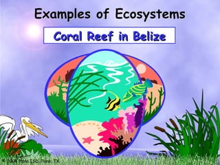 © 2004 Plano ISD, Plano, TX
Examples of Ecosystems
Arizona Desert
Arizona Desert
Mountains in Colorado
Mountains in Colorado
Coral Reef in Belize
Coral Reef in Belize
 