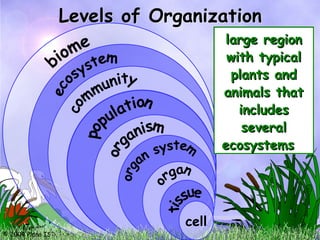 © 2004 Plano ISD, Plano, TX
Levels of Organization
smallest unit
smallest unit
of living
of living
things
things
group of
group of
similar cells
similar cells
organized to
organized to
work together
work together
group of
group of
different
different
kinds of
kinds of
tissues
tissues
working
working
together
together
group of
group of
organs
organs
working
working
together
together
one individual
one individual
living thing
living thing
all organisms
all organisms
of the same
of the same
kind living in
kind living in
one area
one area
all interacting
all interacting
populations in
populations in
an ecosystem
an ecosystem
all living and
all living and
nonliving
nonliving
things
things
interacting
interacting
within a
within a
certain area
certain area
large region
large region
with typical
with typical
plants and
plants and
animals that
animals that
includes
includes
several
several
ecosystems
ecosystems
cell
 