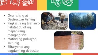 • Overfishing at
Destructive Fishing
• Pagkasira ng tirahan o
habitat dulot ng
mapanirang
mangingisda
• Matinding polusyon
sa tubig
• Siltasyon o ang
pagdami ng deposito
 