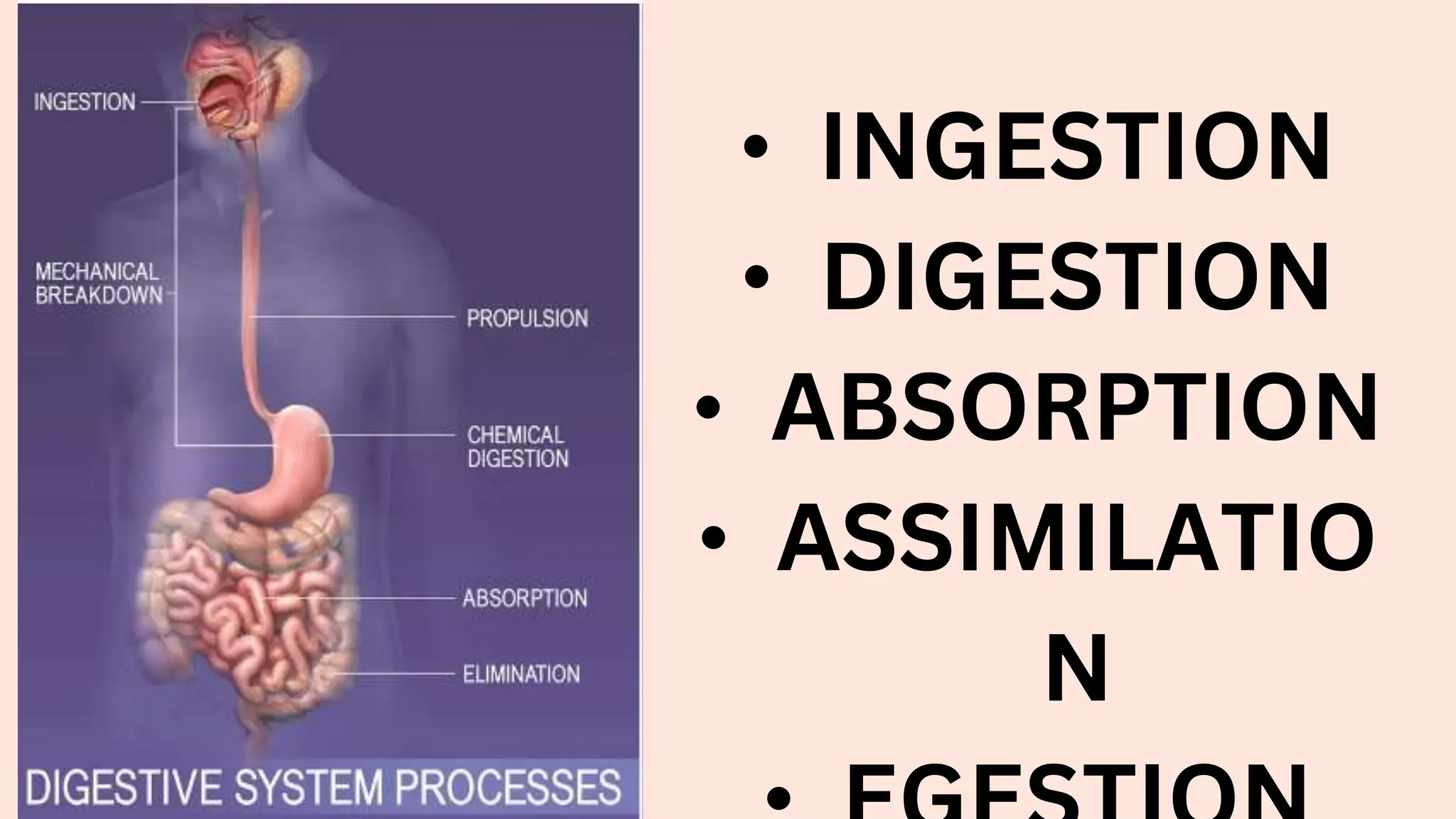 Quarter-4-Module-1-Structures-and-Functions-of-the-Digestive-System.pptx