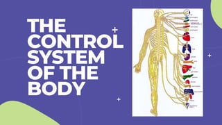 THE
CONTROL
SYSTEM
OF THE
BODY
 