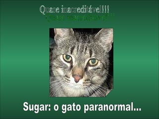 Quase inacreditável!!! Sugar: o gato paranormal... 